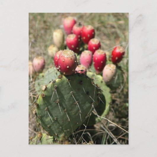 Kakteen pectus prickly pear in Texas Postkarte (Vorderseite)