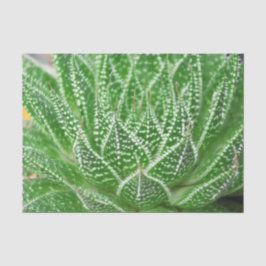 Kakteen Pflanze Grüne botanische Dekoupage Seidenpapier