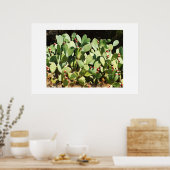 Kakteen Poster (Küche)