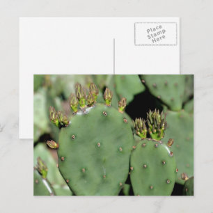 Kakteen-Prickly Postkarte