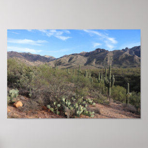Kakteen und Catalina Mountains in Tucson, Arizona Poster