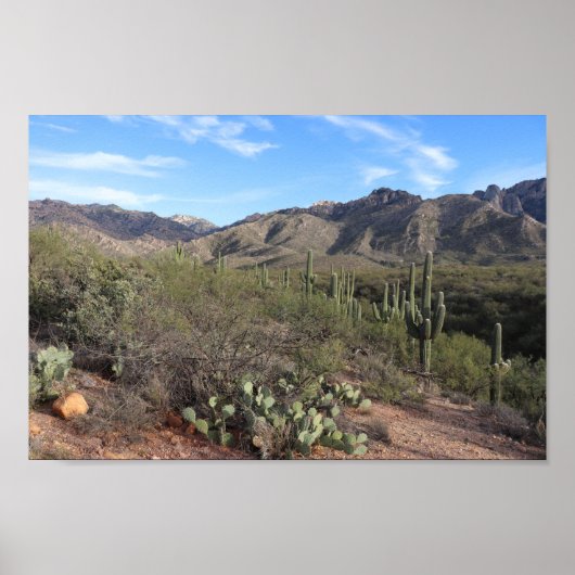 Kakteen und Catalina Mountains in Tucson, Arizona Poster (Vorne)