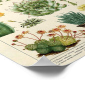 Kakteen und Sukkuline Poster (Ecke)