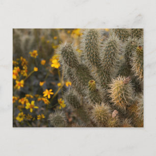 Kakteen und Wildblumen Postkarte