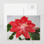 Kakteen, Weihnachtskaktus Feiertagspostkarte (Vorne/Hinten)