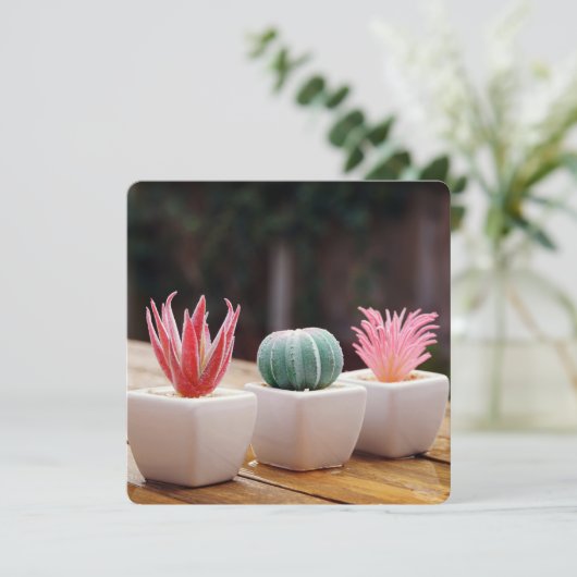 Kakti (Stehend Vorderseite)