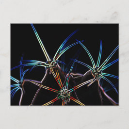 Kaktus 1 pccna postkarte