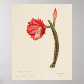 Kaktus 4 poster (Vorne)