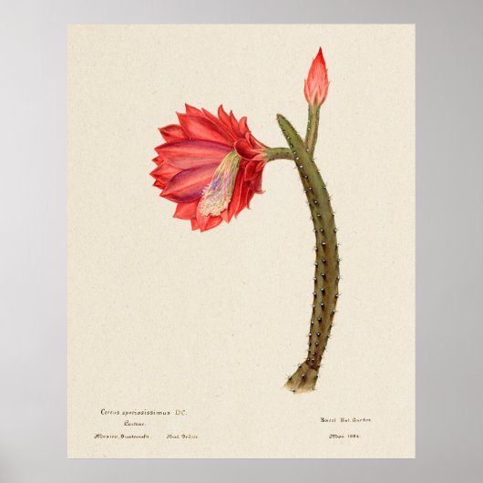 Kaktus 4 poster (Vorne)