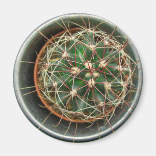 Kaktus auf Kühlschrank Magnet
