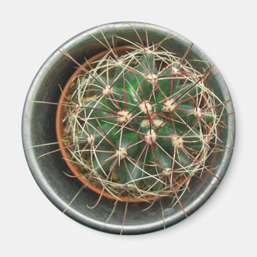 Kaktus auf Kühlschrank Magnet (Vorne)