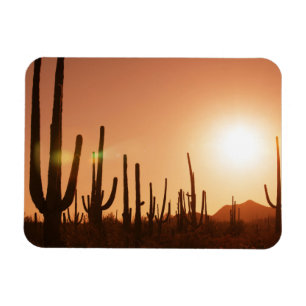 Kaktus auf Wüste Magnet
