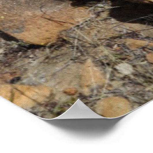 Kaktus blühen poster (Ecke)