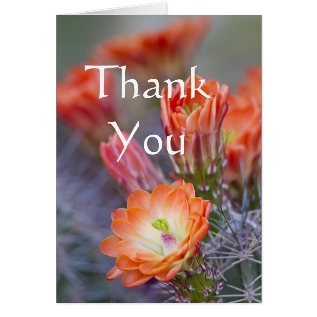 Kaktus blüht in Orange Danke Karte (Vorne)