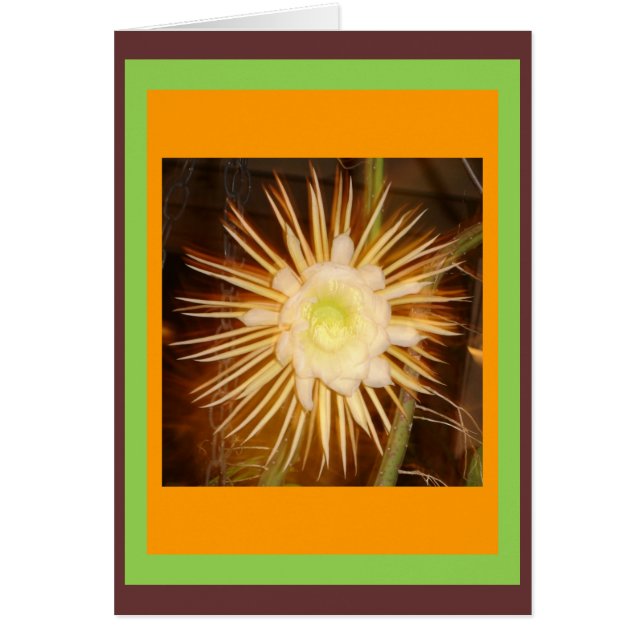Kaktus-Blume (Vorne)