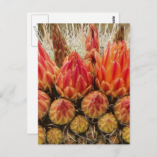 Kaktus Blume 012j Postkarte (Vorne/Hinten)