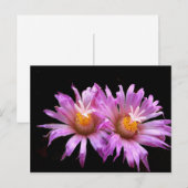 Kaktus-Blume auf Postkarte (Vorne/Hinten)