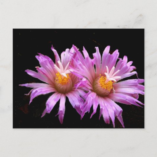 Kaktus-Blume auf Postkarte (Vorderseite)