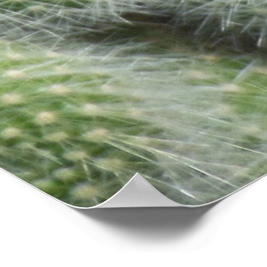 Kaktus-Blume Poster (Ecke)