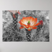 Kaktus-Blume Poster (Vorne)