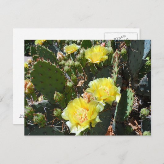 Kaktus-Blume Postkarte (Vorne/Hinten)