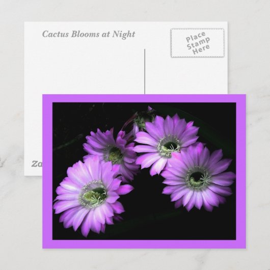 Kaktus-Blume Postkarte (Vorne/Hinten)