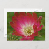 Kaktus-Blume Postkarte (Vorne/Hinten)