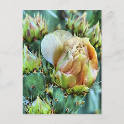 Kaktus-Blume Postkarte (Vorderseite)