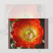 Kaktus-Blumen-Postkarte Postkarte (Vorne/Hinten)