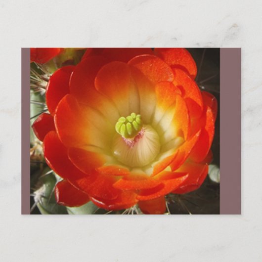 Kaktus-Blumen-Postkarte Postkarte (Vorderseite)