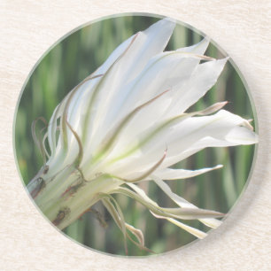 Kaktus-Blumen-Sandstein-Untersetzer Sandstein Untersetzer