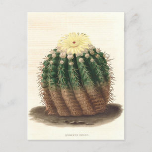 Kaktus-Botanische Illustration von 1841 Postkarte