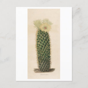 Kaktus-Botanische Illustration von 1841 Postkarte