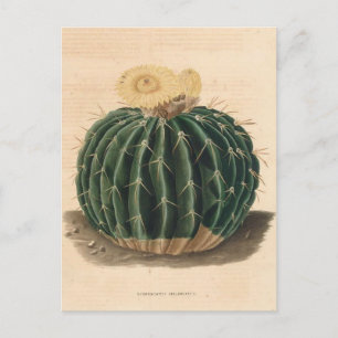 Kaktus-Botanische-Illustration von 1841 Postkarte