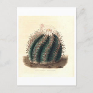 Kaktus-Botanische-Illustration von 1841 Postkarte