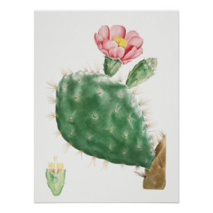 Kaktus Cochenillifer, alte Illustration, 1799 Poster