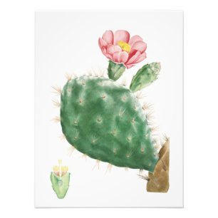 Kaktus Cochenillifer, antike Illustration, 1799 Fotodruck