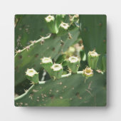 Kaktus Fotoplatte (Vorderseite)