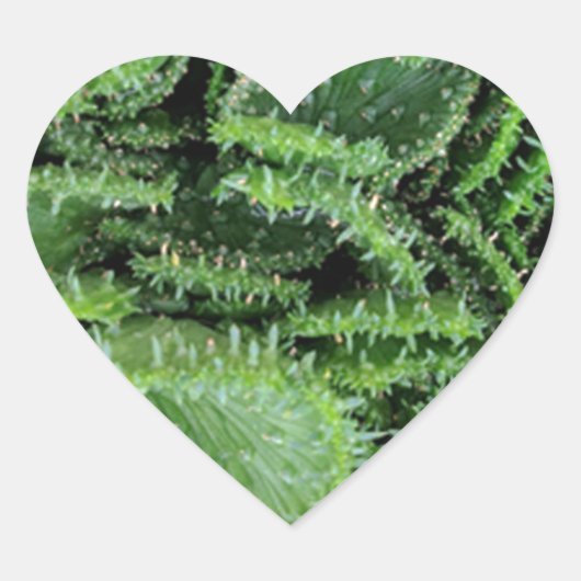 Kaktus Herz-Aufkleber (Vorderseite)