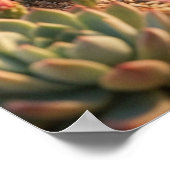 Kaktus Igel Wüstenblüte Poster (Ecke)