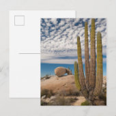 Kaktus in der Wüste Landschaftlich Postkarte (Vorne/Hinten)