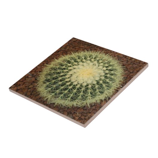 Kaktus-kleine (4,25" x 4,25") Keramik-Foto-Fliese Fliese (Seite)
