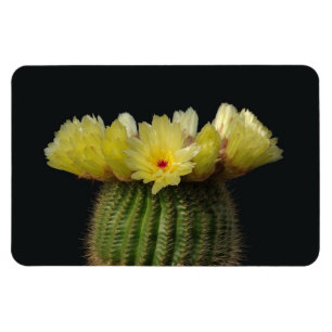 Kaktus Magnet