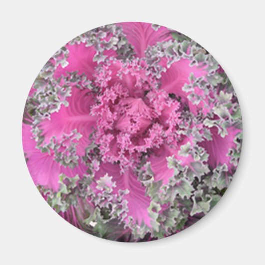 Kaktus Magnet (Vorne)