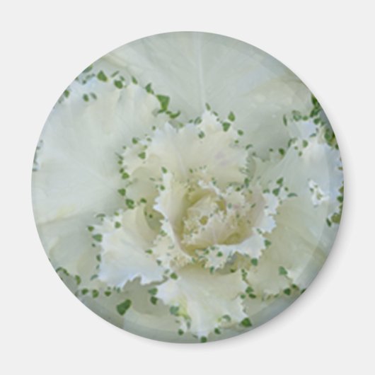 Kaktus Magnet (Vorne)