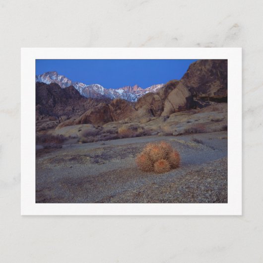 "Kaktus mit Ansicht" Postkarte (Vorderseite)