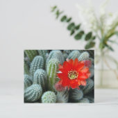 Kaktus mit Orange-Blume Postkarte (Stehend Vorderseite)