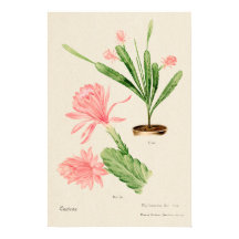 Kaktus mit rosa Blüten Botanische Kunst