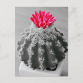 Kaktus Pflanze Schwarz-weißes Foto mit rosa Blume Postkarte