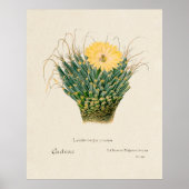 Kaktus Poster (Vorne)